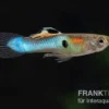 Endler Guppy blau, Poecilia wingei blau, paarweise