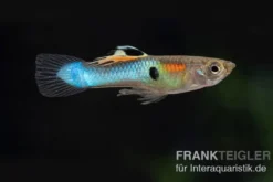 Endler Guppy blau, Poecilia wingei blau, paarweise