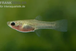 Endler Guppy blau, Poecilia wingei blau, paarweise