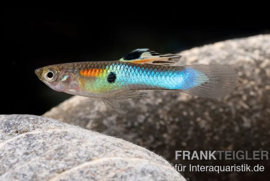 Endler Guppy blau, Poecilia wingei blau, paarweise