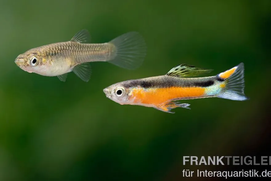 Endler Guppy "Bleeding Heart", Poecilia wingei, DNZ, paarweise