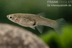 Endler Guppy