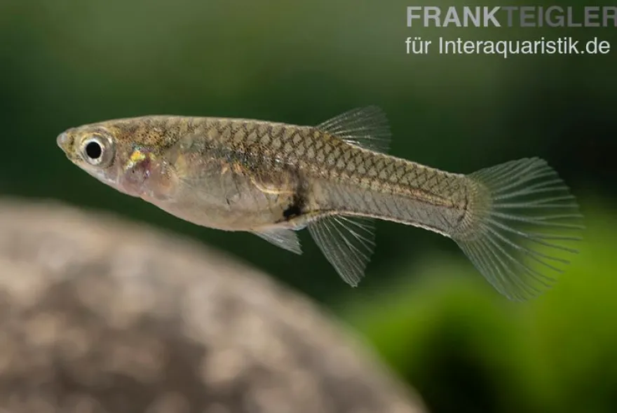 Endler Guppy "Bleeding Heart", Poecilia wingei, DNZ, paarweise