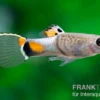Endler Guppy Blue Snake, Poecilia wingei, paarweise (Minifisch)