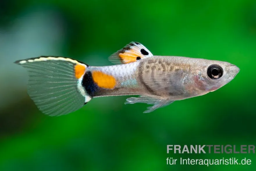 Endler Guppy Blue Snake, Poecilia wingei, paarweise (Minifisch)