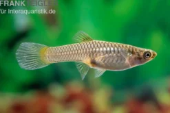 Endler Guppy Blue Snake, Poecilia wingei, paarweise (Minifisch)