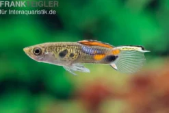 Endler Guppy Blue Snake, Poecilia wingei, paarweise (Minifisch)