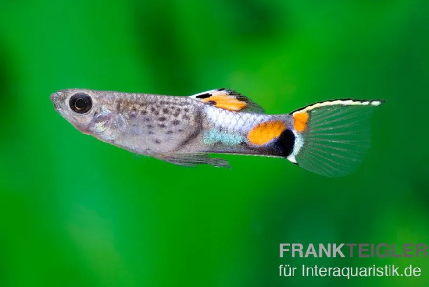 Endler Guppy Blue Snake, Poecilia wingei, paarweise (Minifisch)