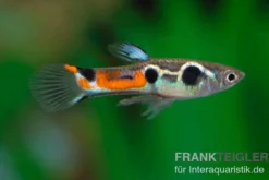 Endler Guppy Dreipunkt, Poecilia wingei, DNZ, paarweise