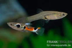 Endler Guppy Dreipunkt, Poecilia wingei, DNZ, paarweise