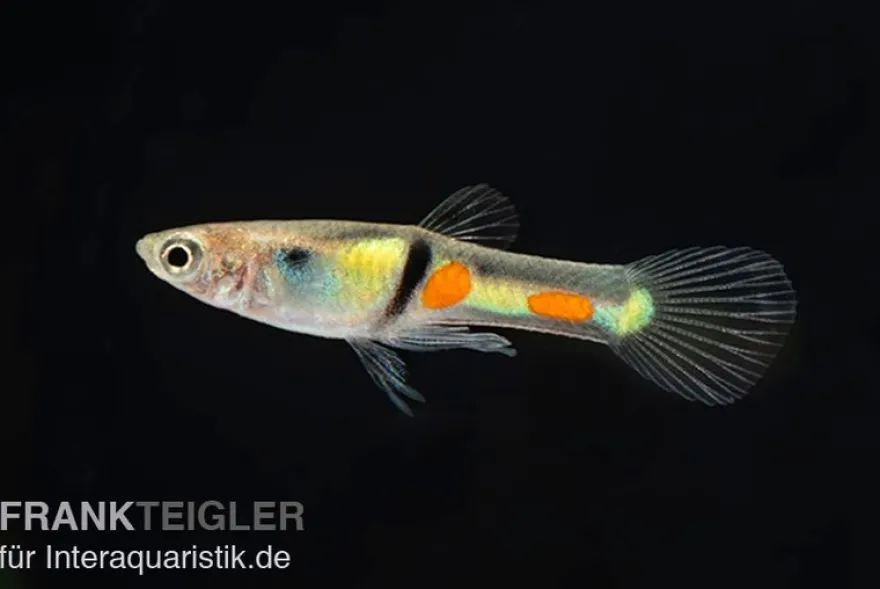 Endler Guppy El Tigre, Poecilia wingei, paarweise (Minifisch)