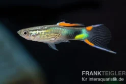 Endler Guppy Emerald Green, Poecilia wingei, Zufällig ausgewählt