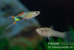Endler Guppy Emerald Green, Poecilia wingei, Zufällig ausgewählt