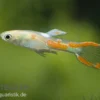 Endler-Guppy gold, Poecilia wingei gold, paarweise