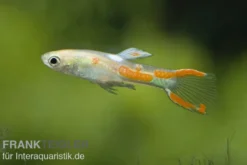 Endler-Guppy gold, Poecilia wingei gold, paarweise