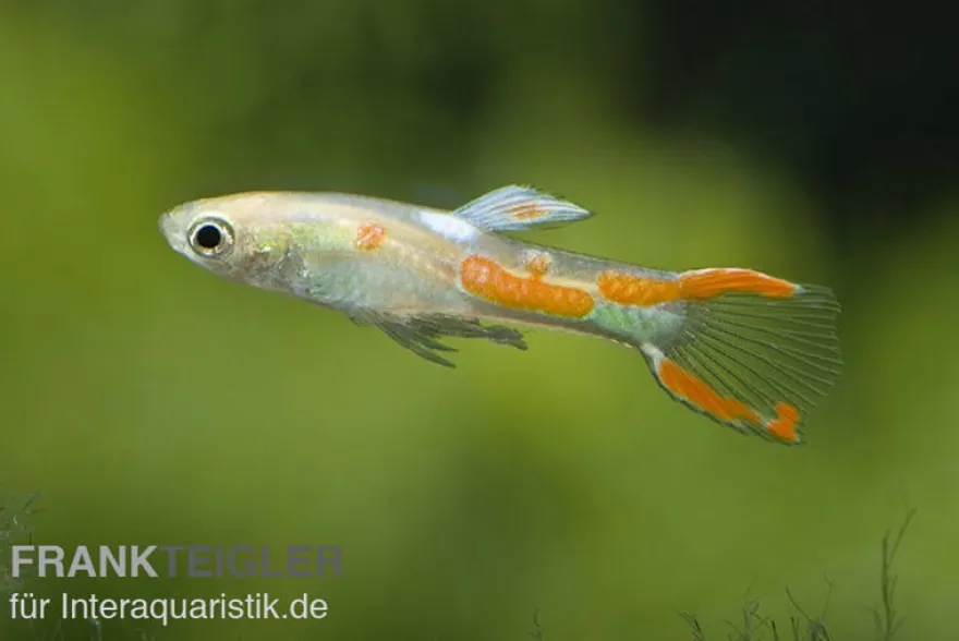 Endler-Guppy gold, Poecilia wingei gold, paarweise
