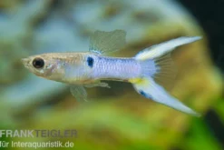 Endler Guppy Japan Blue, Poecilia wingei, paarweise (Minifisch)