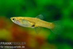 Endler Guppy lime green, Poecilia wingei, DNZ, paarweise