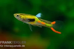 Endler Guppy lime green, Poecilia wingei, DNZ, paarweise