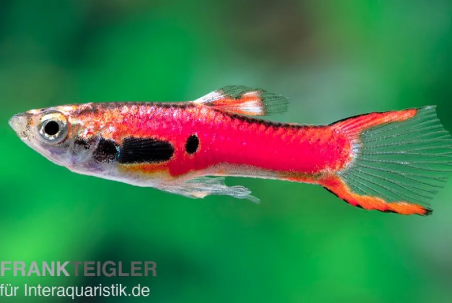 Endler-Guppy magenta, Poecilia wingei, Weibchen