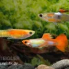 Endler-Guppy Männchen Farbmix, Poecilia wingei