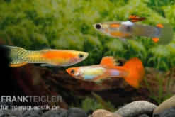 Endler-Guppy Männchen Farbmix, Poecilia wingei