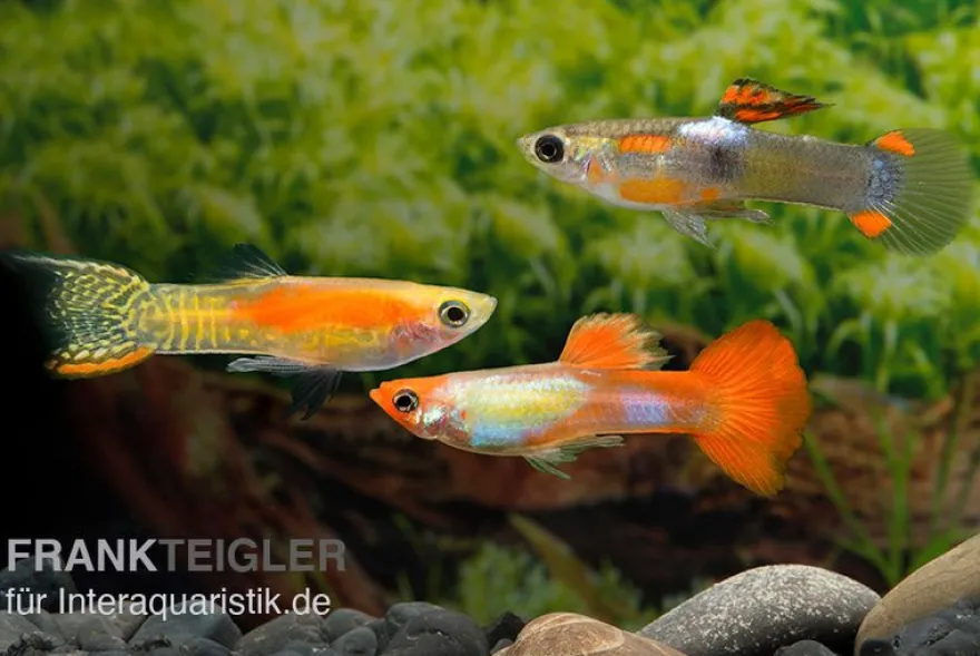 Endler-Guppy Männchen Farbmix, Poecilia wingei
