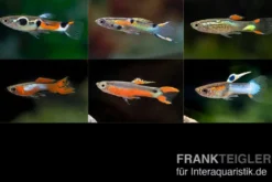 Endler-Guppy Männchen Farbmix, Poecilia wingei