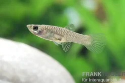 Endler Guppy, Poecilia wingei, paarweise (Minifisch)