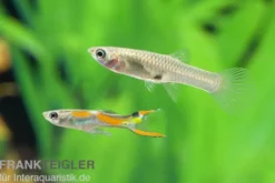 Endler Guppy, Poecilia wingei, paarweise (Minifisch)