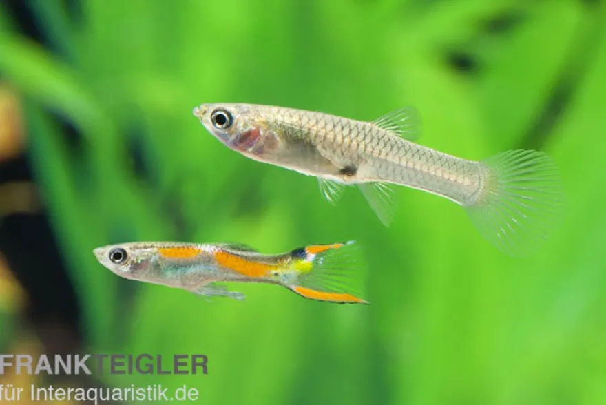 Endler Guppy, Poecilia wingei, paarweise (Minifisch)
