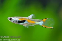 Endler Guppy, Poecilia wingei, paarweise (Minifisch)