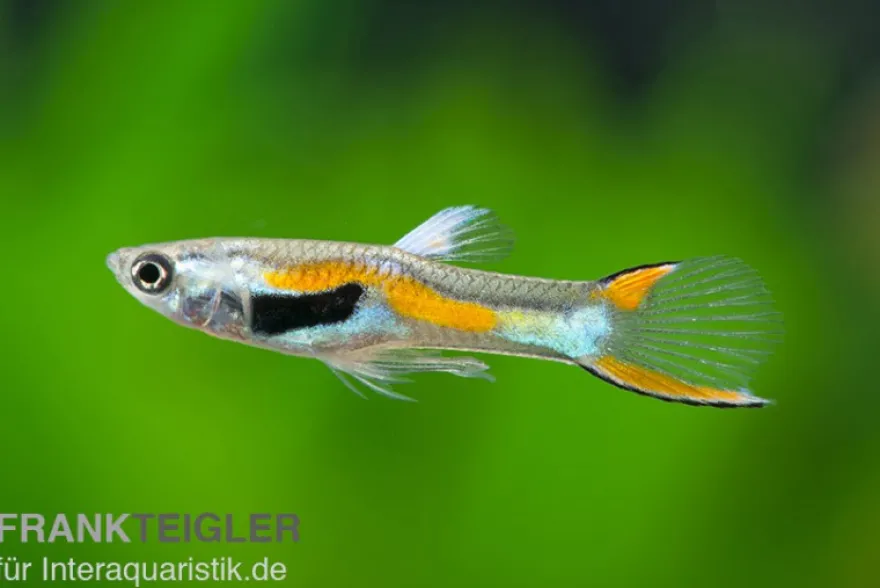 Endler Guppy, Poecilia wingei, paarweise (Minifisch)