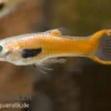 Endler Guppy Red Scarlet, Poecilia wingei, paarweise (Minifisch)