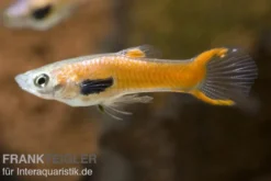 Endler Guppy Red Scarlet, Poecilia wingei, paarweise (Minifisch)