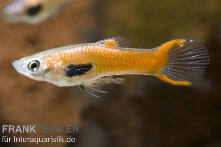 Endler Guppy Red Scarlet, Poecilia wingei, paarweise (Minifisch)