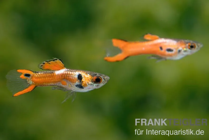 Endler Guppy Red Scarlet, Poecilia wingei, paarweise (Minifisch)