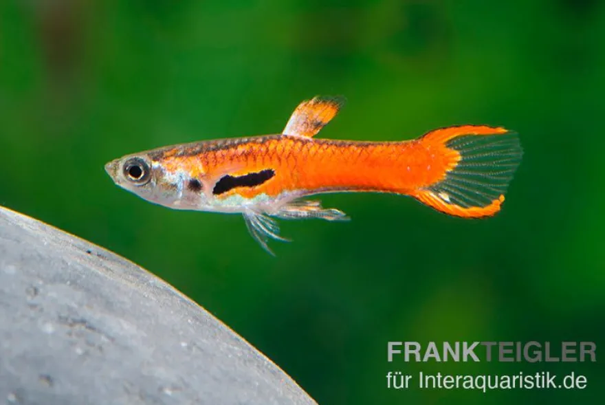 Endler Guppy Red Scarlet, Poecilia wingei, paarweise (Minifisch)