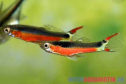 Endler Guppy "Super Red", Poecilia wingei, DNZ, paarweise