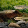 Endler-Guppy Weibchen Farbmix, Poecilia wingei