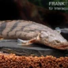 Endlichers Flösselhecht, Polypterus endlicherii