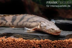 Endlichers Flösselhecht, Polypterus endlicherii