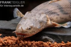 Endlichers Flösselhecht, Polypterus endlicherii