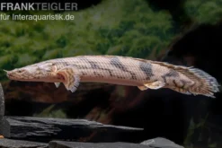 Endlichers Flösselhecht, Polypterus endlicherii