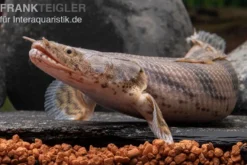 Endlichers Flösselhecht, Polypterus endlicherii
