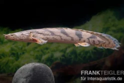 Endlichers Flösselhecht, Polypterus endlicherii