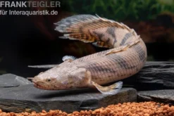 Endlichers Flösselhecht, Polypterus endlicherii