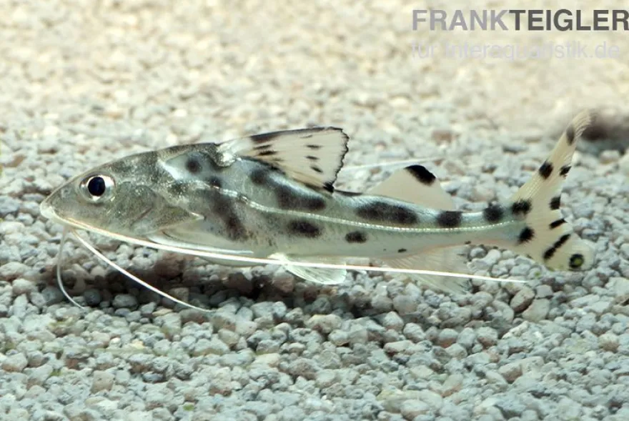 Engel-Antennenwels, Pimelodus pictus