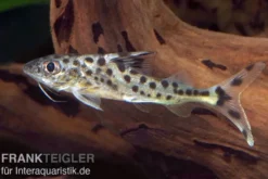 Engel-Antennenwels, Pimelodus pictus