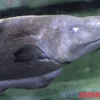 Entenkopf-Messerfisch, Parapteronotus bonapartii